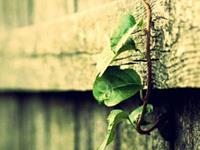 白羊座勤劳指数