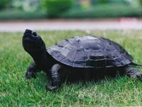 你知道养龟也能为你化煞助运吗