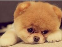 生肖狗发现自己是同性恋时会怎么做