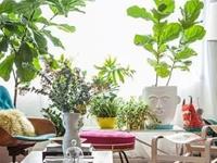 3种植物摆对方位，财运滚滚来