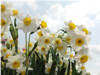 水仙花的风水妙用