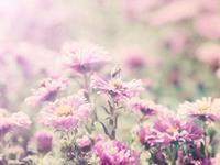 铃兰一周塔罗情感运势（3.27-4.2）