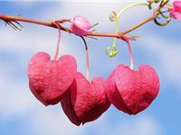 处女座好说话指数揭秘