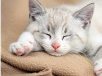 懒惰成性毫无执行力的生肖