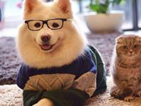 一秒化身铲屎官的星座，你被萌到了么