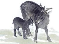 1979年属羊2017年本命佛