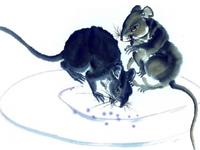 生肖鼠的真面目