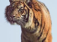 梦见老虎预示什么？