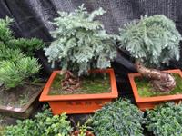 澳洲杉的风水作用有哪些