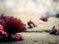 向来情深，奈何缘浅的星座配对