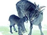 冰天雪地打一生肖