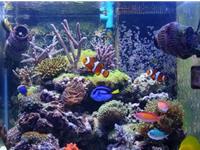 养鱼风水，你知道养多少条最好吗