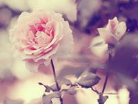 白羊座会有恻隐之心吗