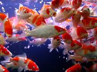 风水鱼死了的正确处理方法