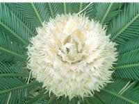 铁树开花打一生肖