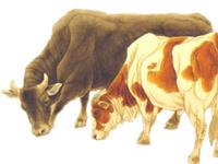 属牛2018年佩戴吉祥物需要注意哪些问题