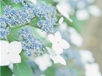 泓翔2017年10月生肖鼠感情运势