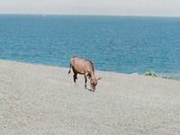 苏珊米勒2017年10月天蝎座运势