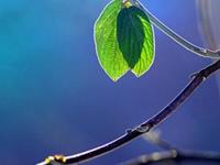 用智商解决吃醋问题的星座