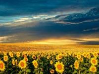 这些星座爱的深，伤的痛