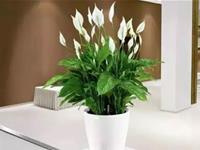 12星座最喜欢在电脑旁摆哪种盆栽