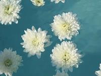 柒爸2017年11月双鱼座运势