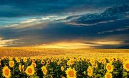 盘点：以德服人的星座