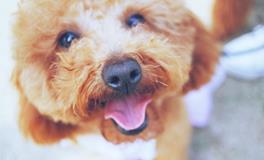 各个血型女是犬系女生吗