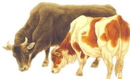 易玄生肖牛一周运势（11.27-12.3）