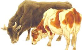 古易方2018年生肖牛男士运程