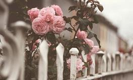 灵运大师12月30日生肖运势