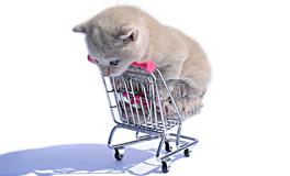 紫微主星看你最适合开什么店