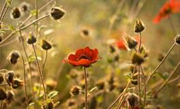 天秤座一定要懂的心理效应