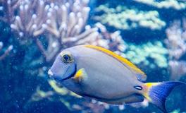 家中养鱼要注意哪些风水要点？