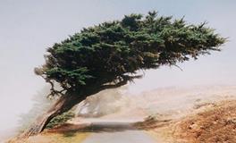 紫微14主星一周运势（1.22-1.28）