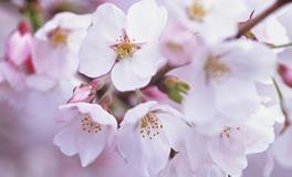 2018年，12星座的桃花会在几月盛开