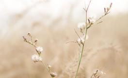 12星座有了爱情，人生会更顺利吗