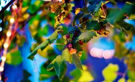 凰洛2018年2月摩羯座运势