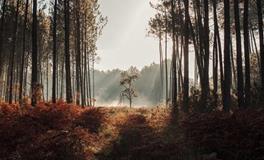 浮图塔一周生肖龙运势(3.5-3.11）