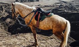 浮图塔一周生肖马运势(3.5-3.11）