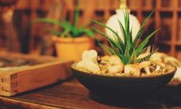 家庭养花木的风水讲究