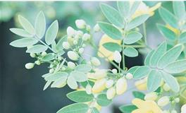 黛比弗兰克:天蝎座2018年5月运势