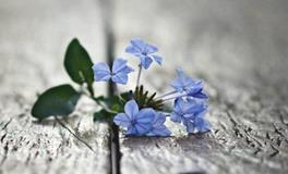 李云天生肖猴2018年6月运程