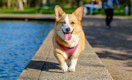 梦见狗屎是什么意思