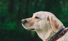 做梦梦见狗死了