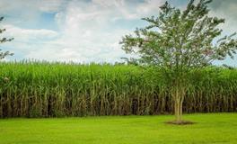 梦见甘蔗是什么意思