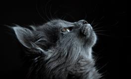 梦见猫吃鱼是什么意思