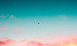 梦见知了是什么意思