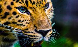 梦见豹子是什么意思