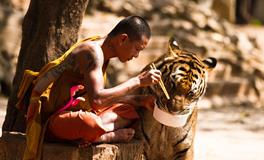 梦到老虎吃人是什么意思